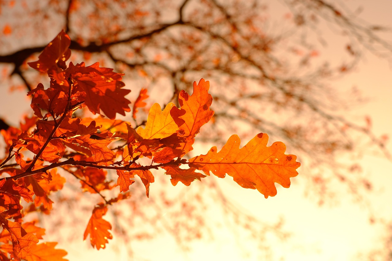 Each autumn, forests across the northern United States transform into vivid displays of red, orange and gold.